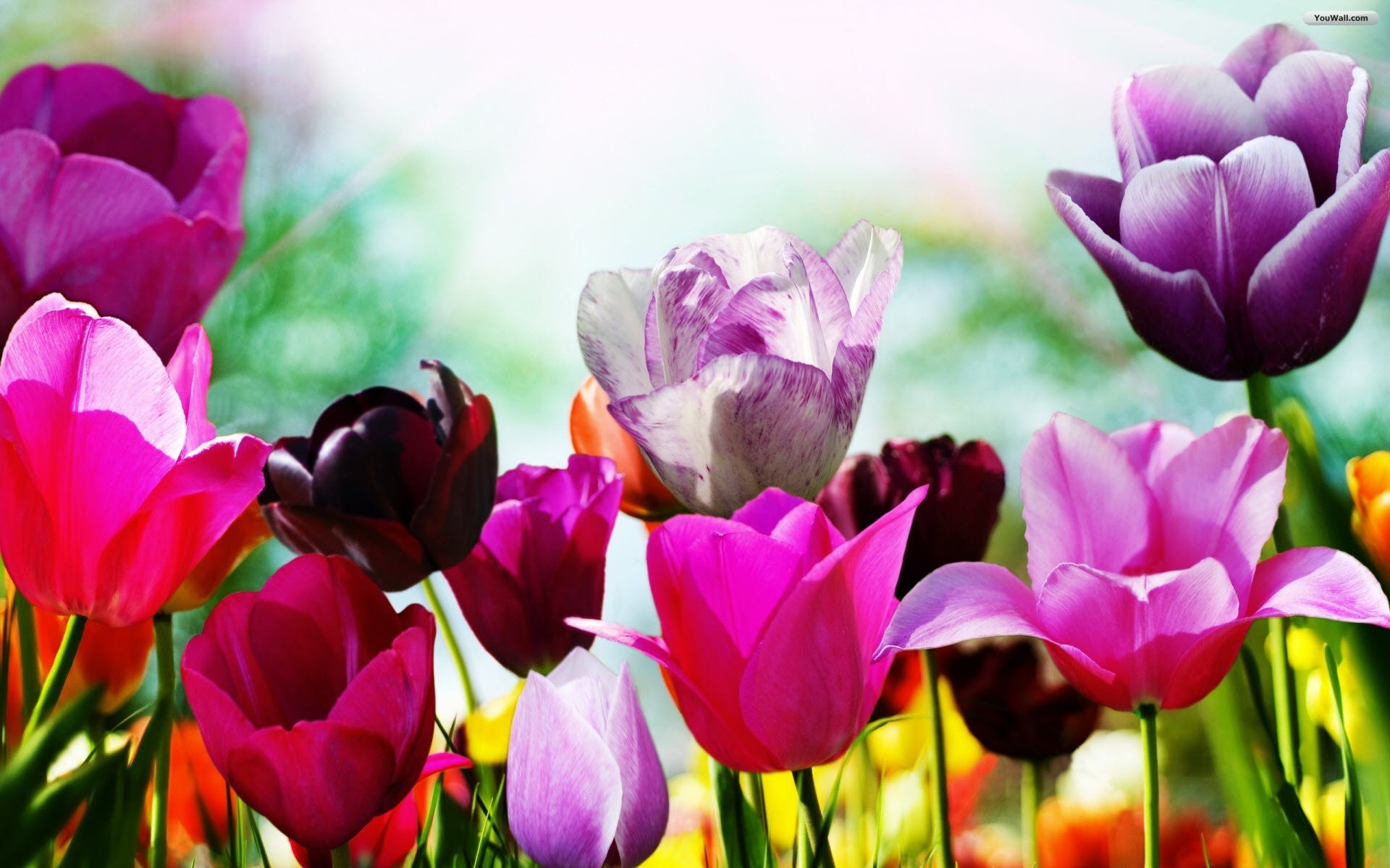 free desktop wallpaper spring flowers #16