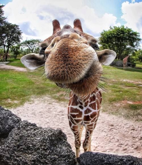Funny giraffe pictures