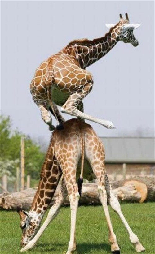Funny giraffe pictures