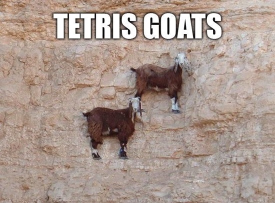 Funny goat pictures