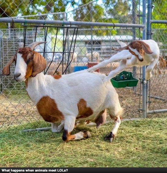 Funny goat pictures