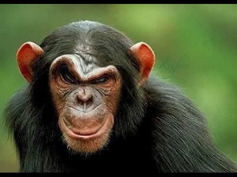 Funny monkey pics