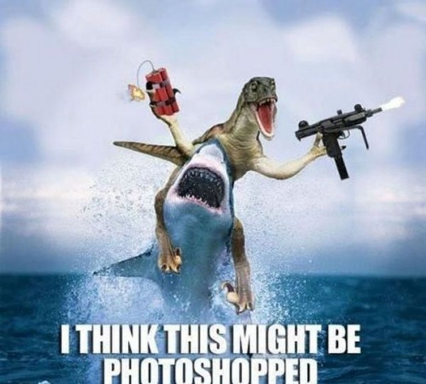 Funny shark pictures