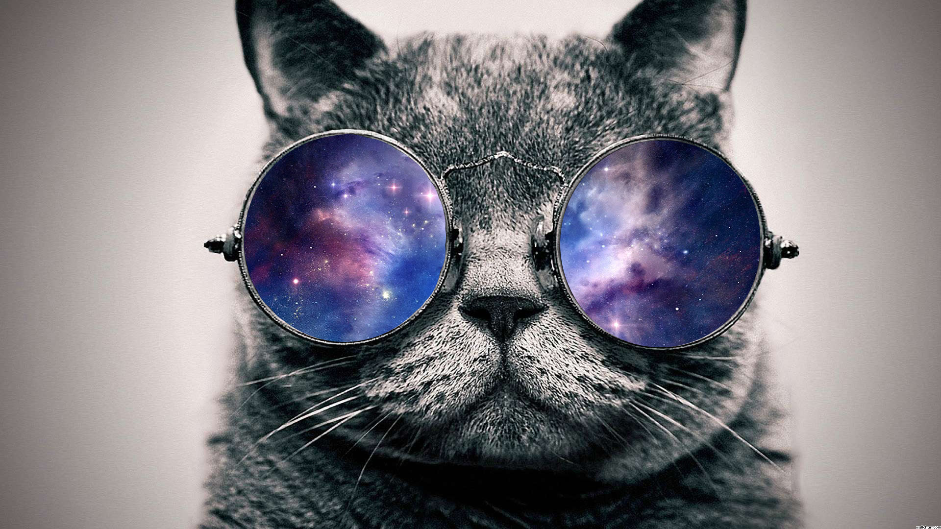 Galaxy cat wallpaper