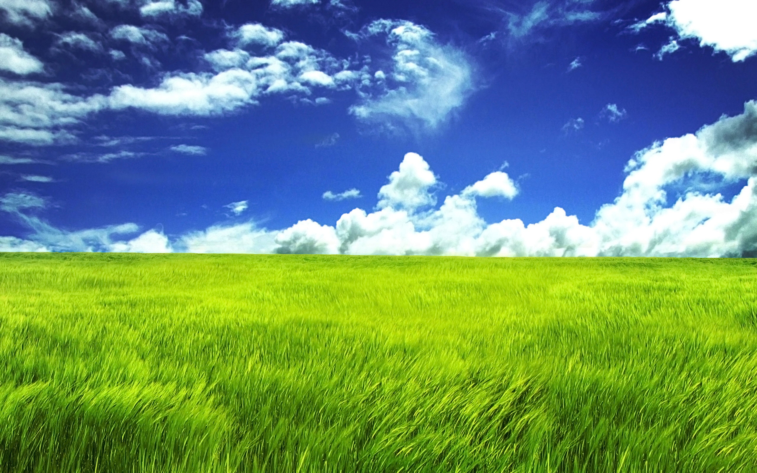 Grassland background