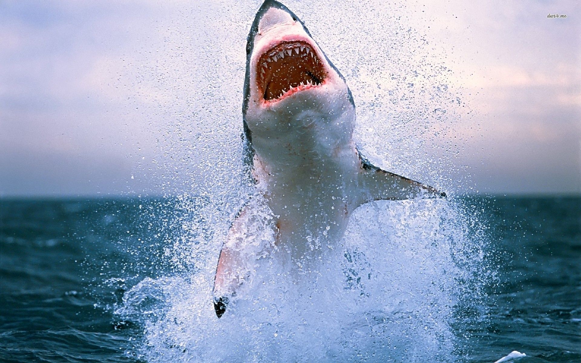 Great white shark wallpaper hd