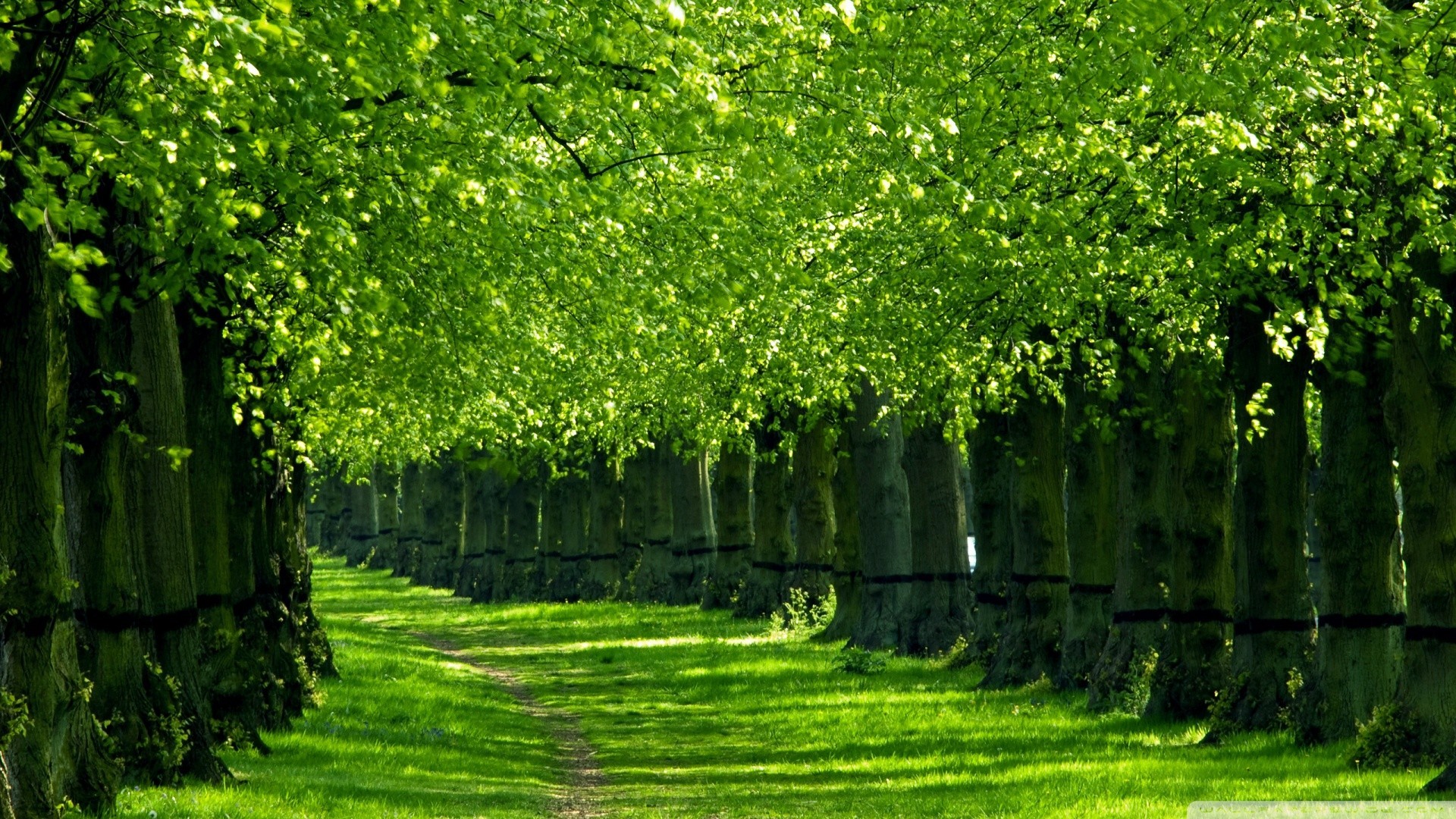 Green nature wallpaper