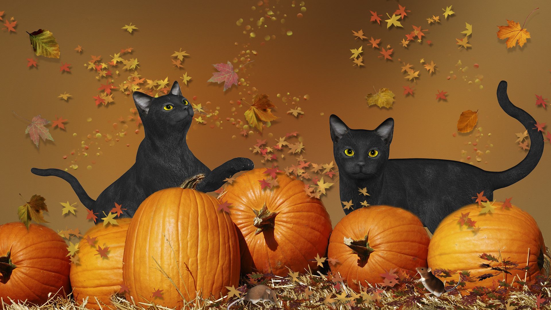 halloween cat wallpaper #8