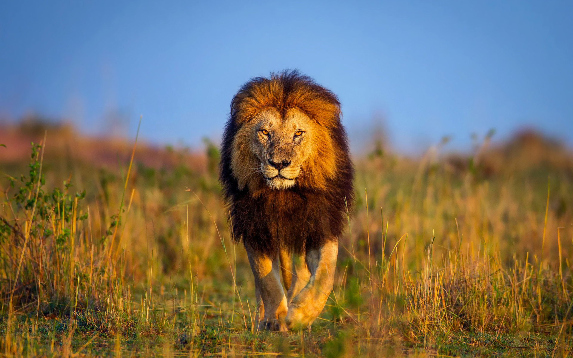 Hd wallpapers lion
