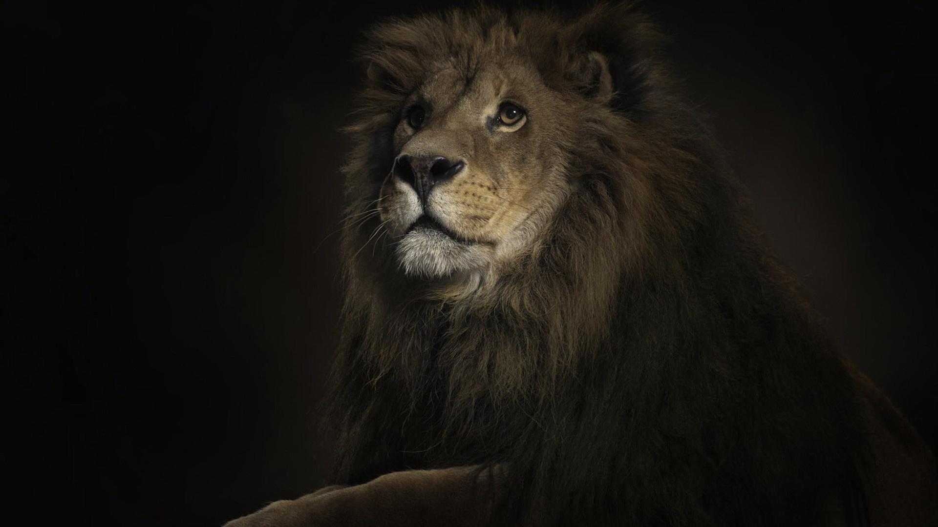 wallpaper of lion #13