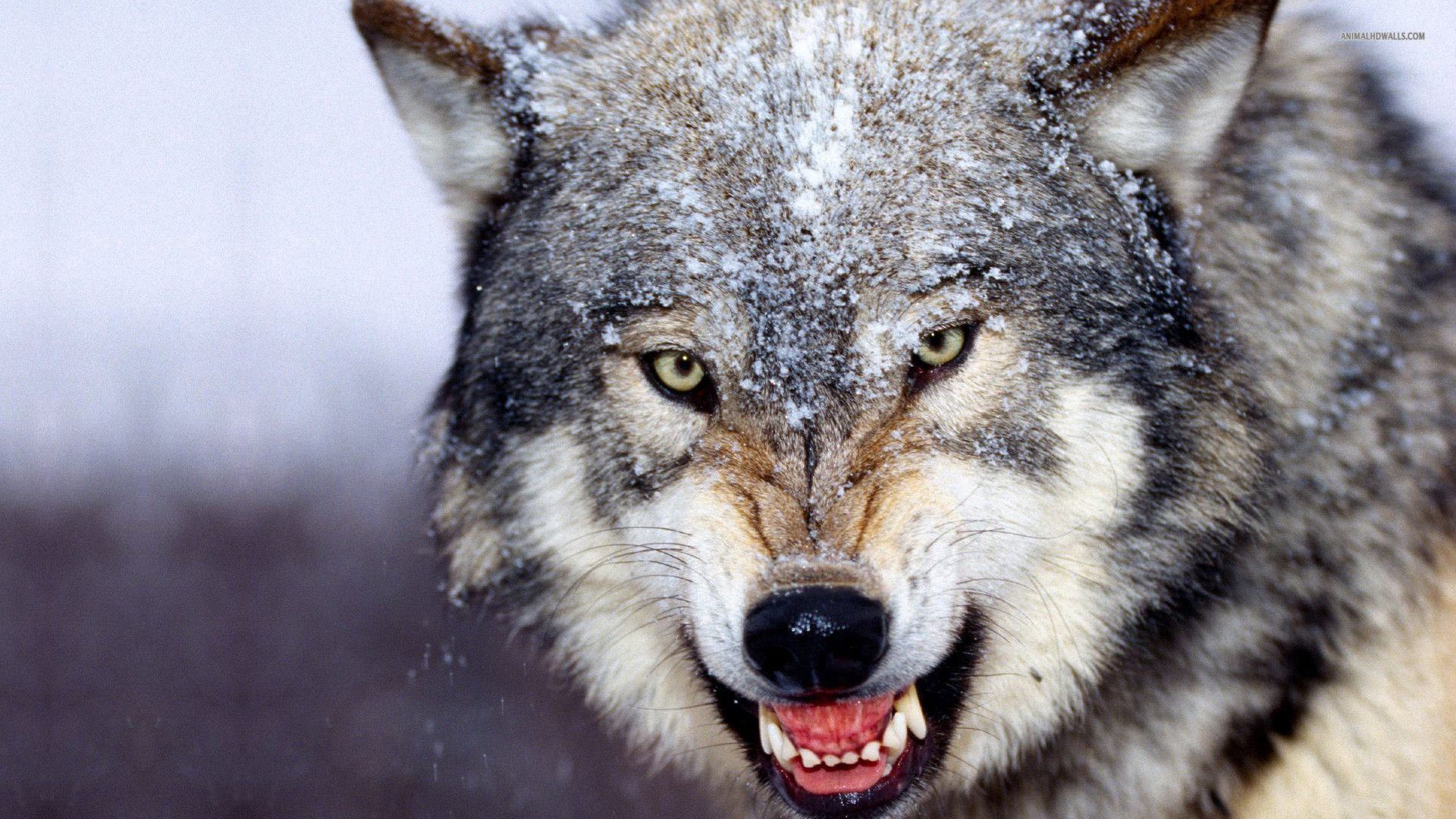 Hd wolf wallpapers