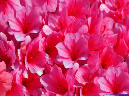 Hot pink flower wallpaper