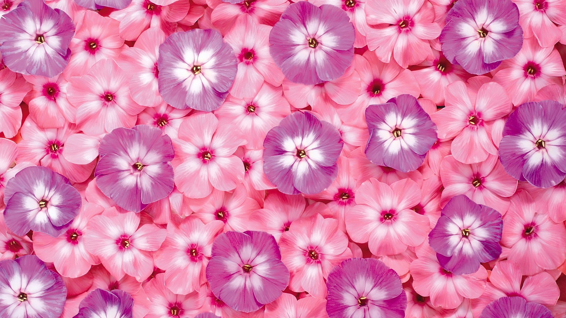 Hot pink flower wallpaper