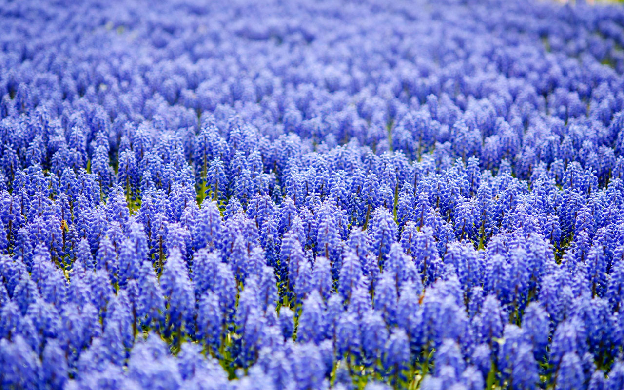 Hyacinth wallpaper