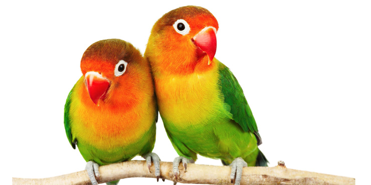 Images of love birds