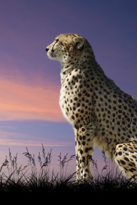Iphone cheetah wallpaper