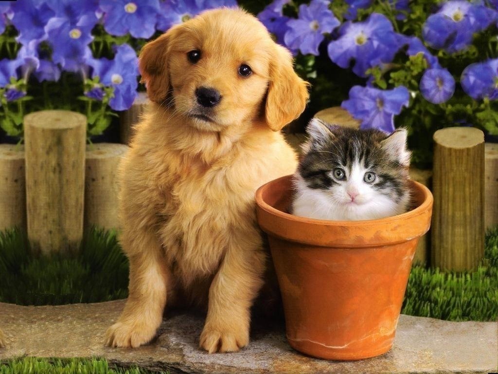 Kitten and puppy wallpaper