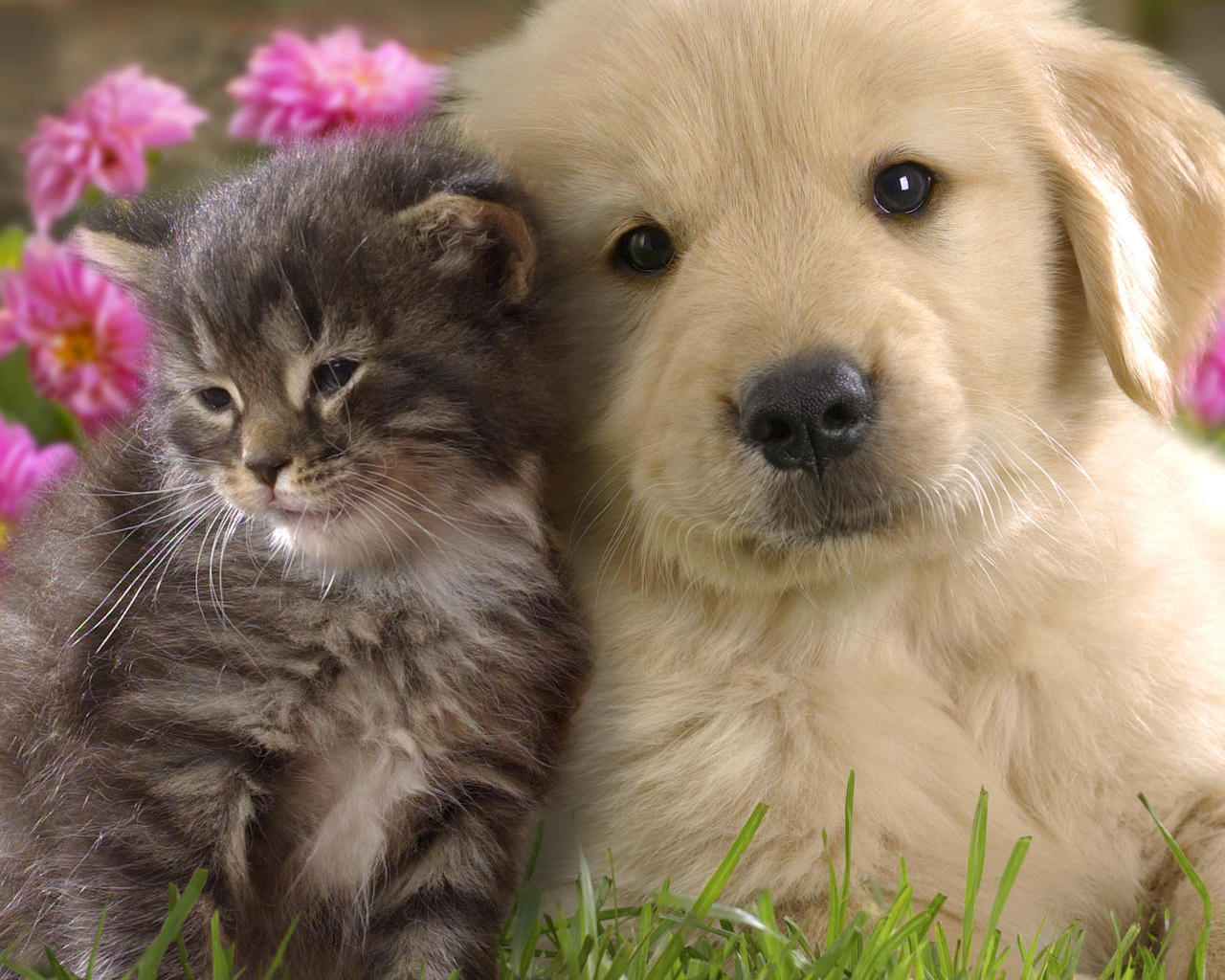 Kittens and puppies wallpaper