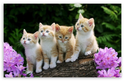Kittens wallpaper