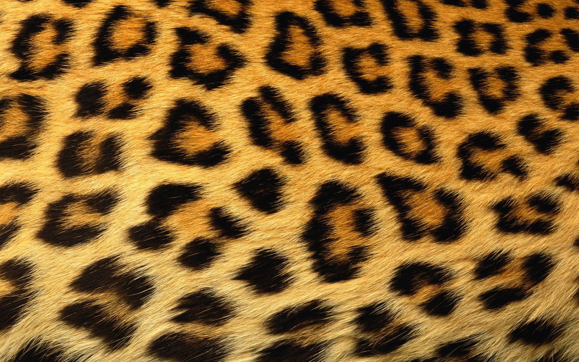 leopard print wallpaper #5