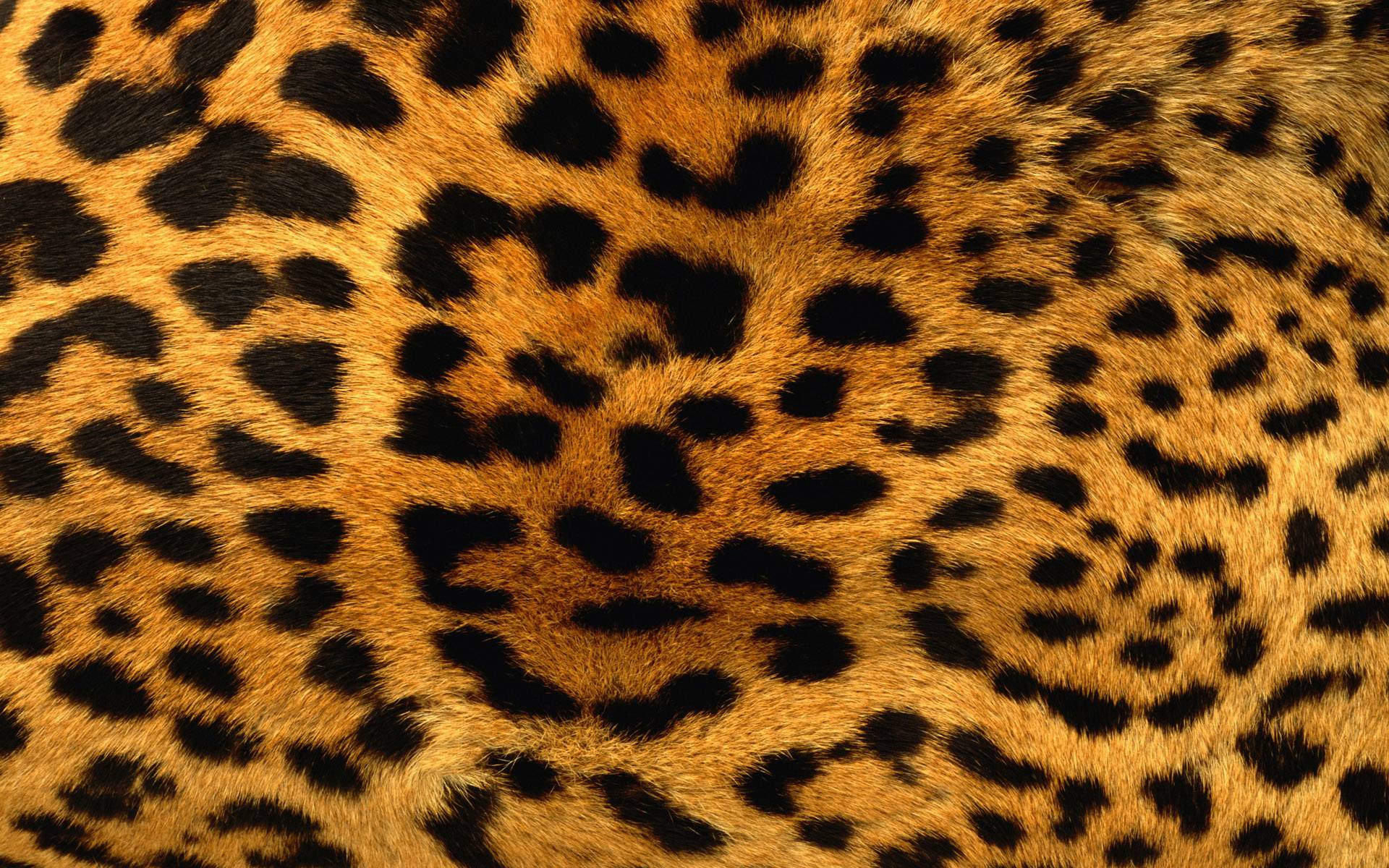 leopard print wallpaper #11