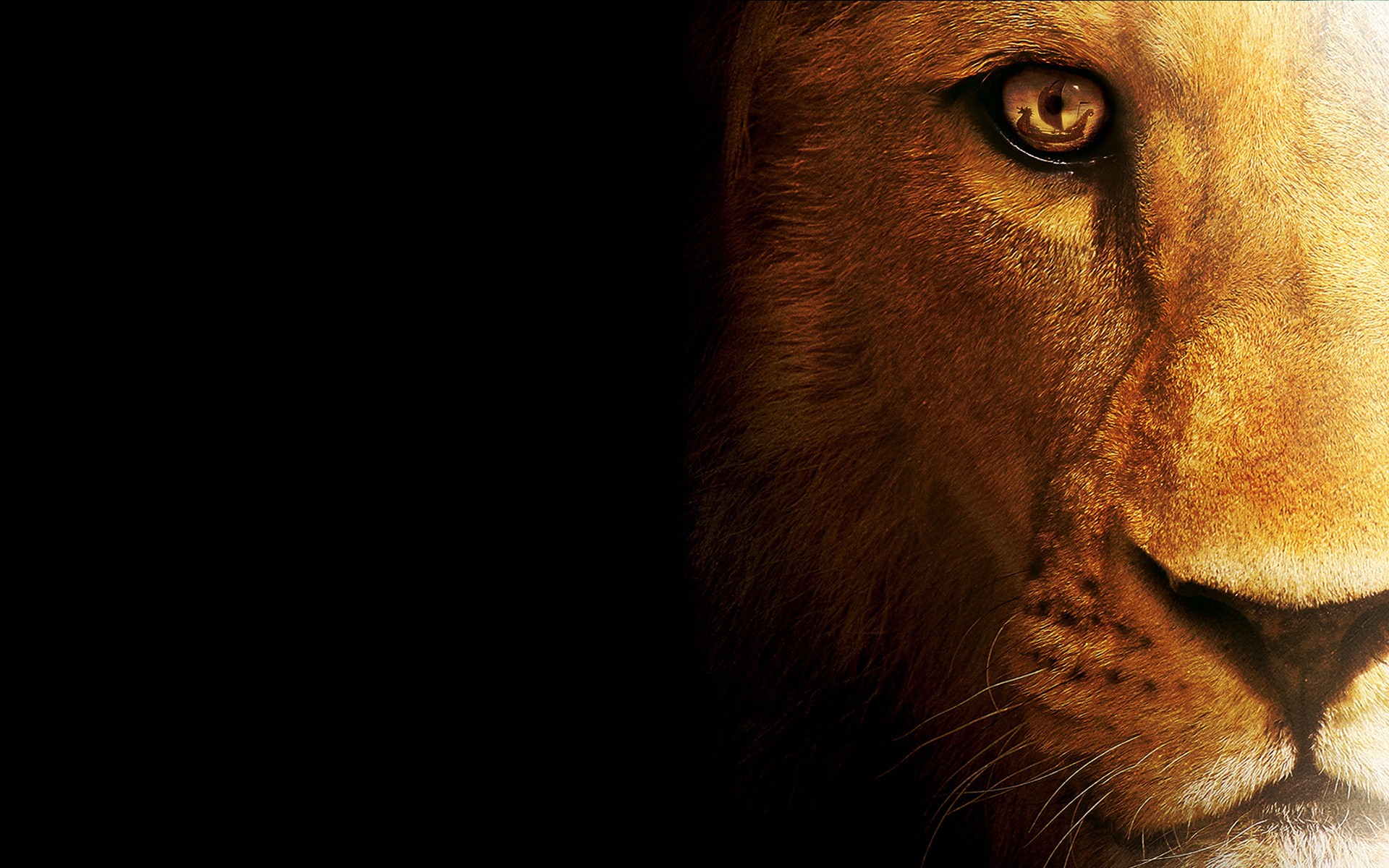 Lion background wallpaper