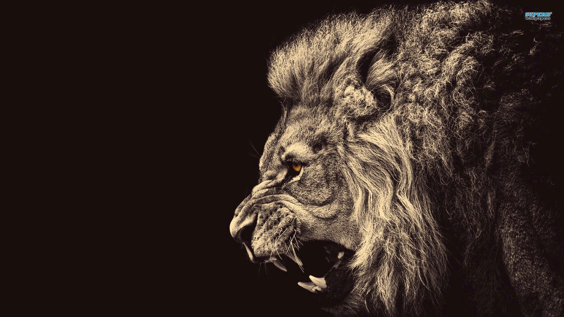 wallpaper of lion #22