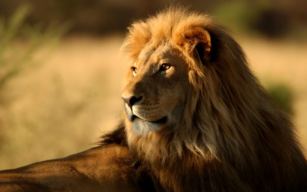Lion hd wallpapers