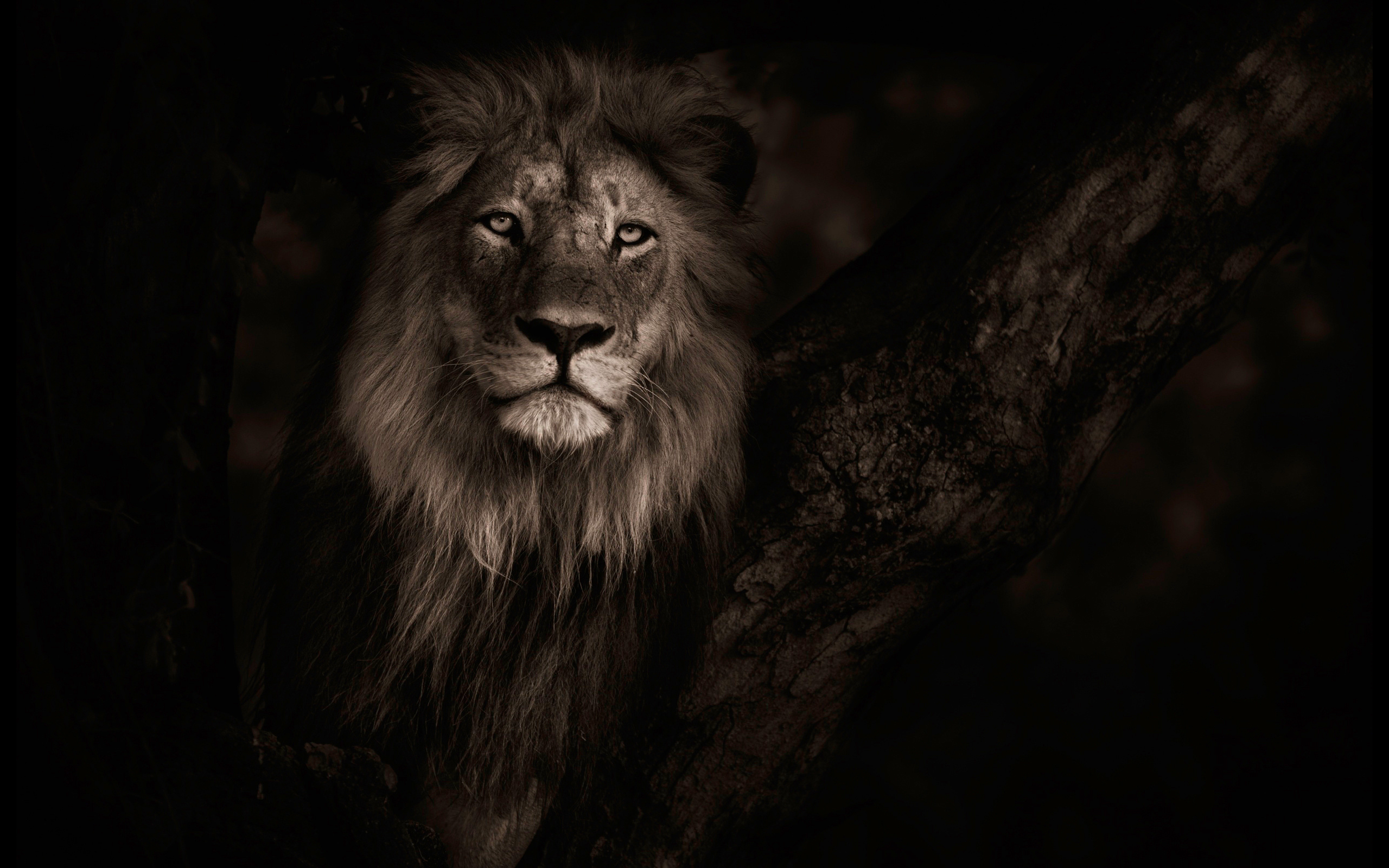 Wallpaper of lion