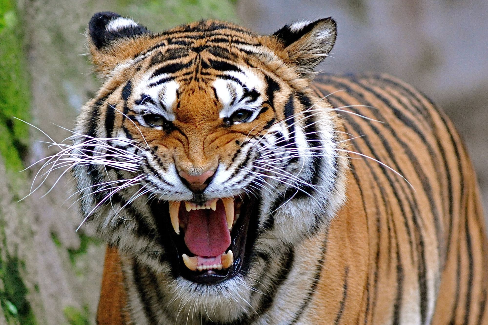 wild tiger wallpaper #15