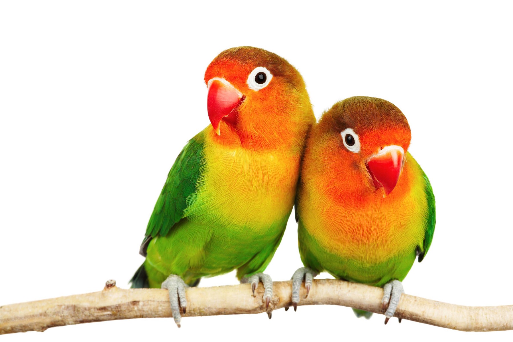 Love birds images