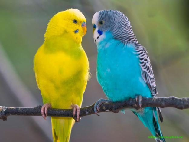 Love birds images