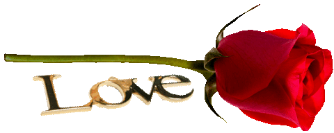 Love rose image
