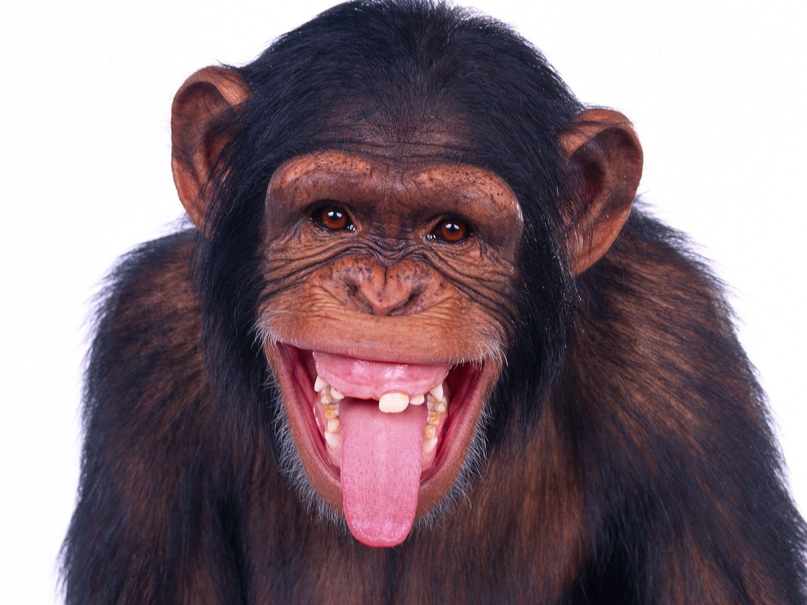 Monkey Wallpapers | Free Download Best Wild Animals HD Desktop Images