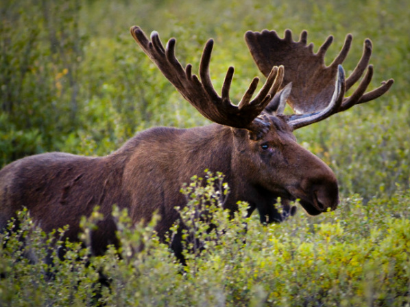 Moose pictures