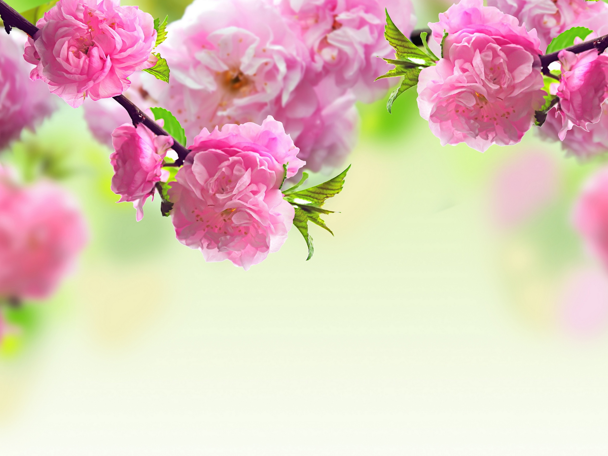 Mothers day backgrounds