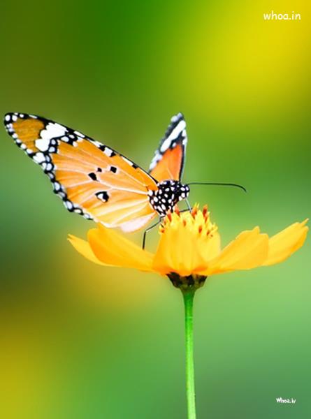 natural-butterfly-image-for-mobile jpg