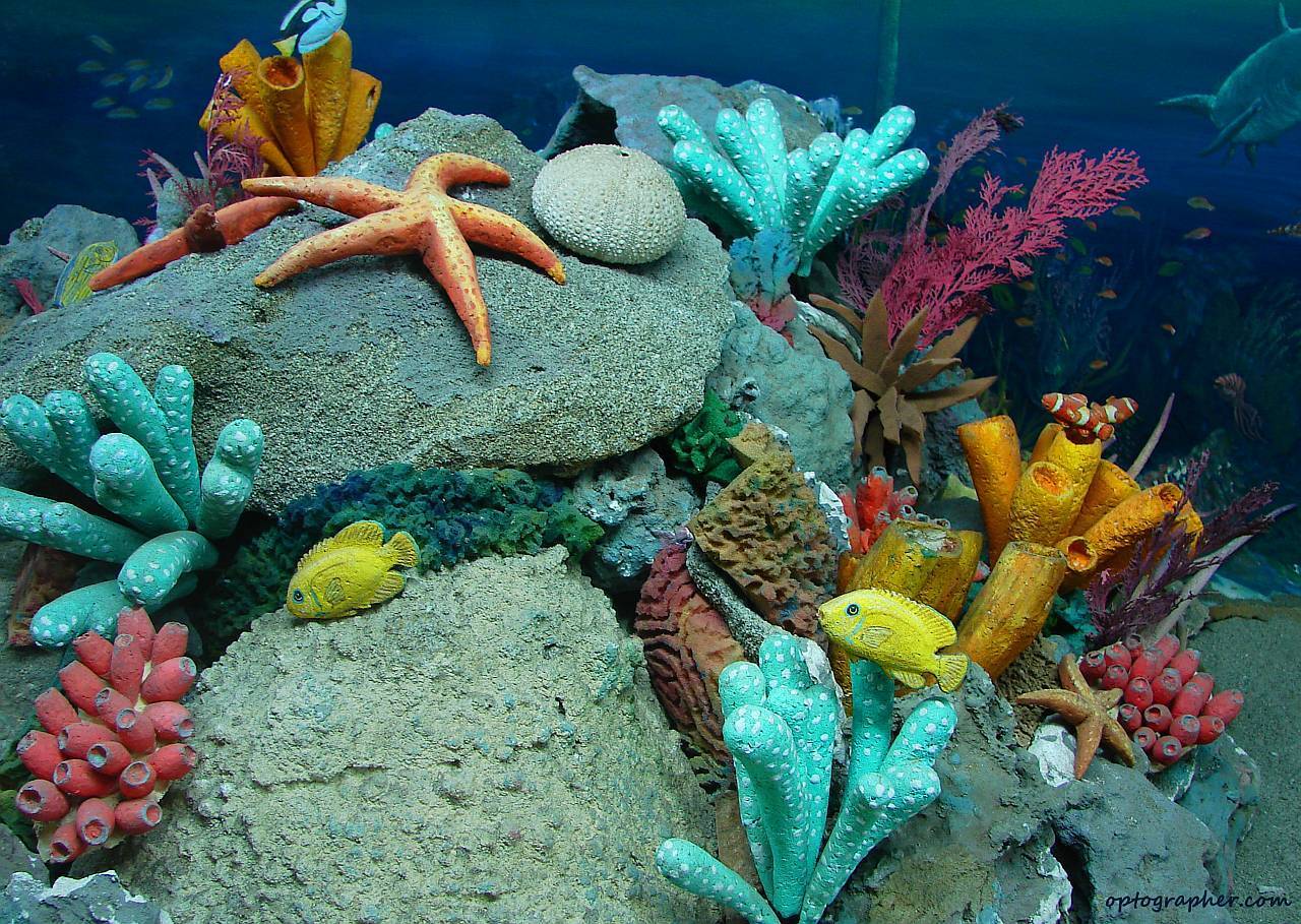 Sea life backgrounds