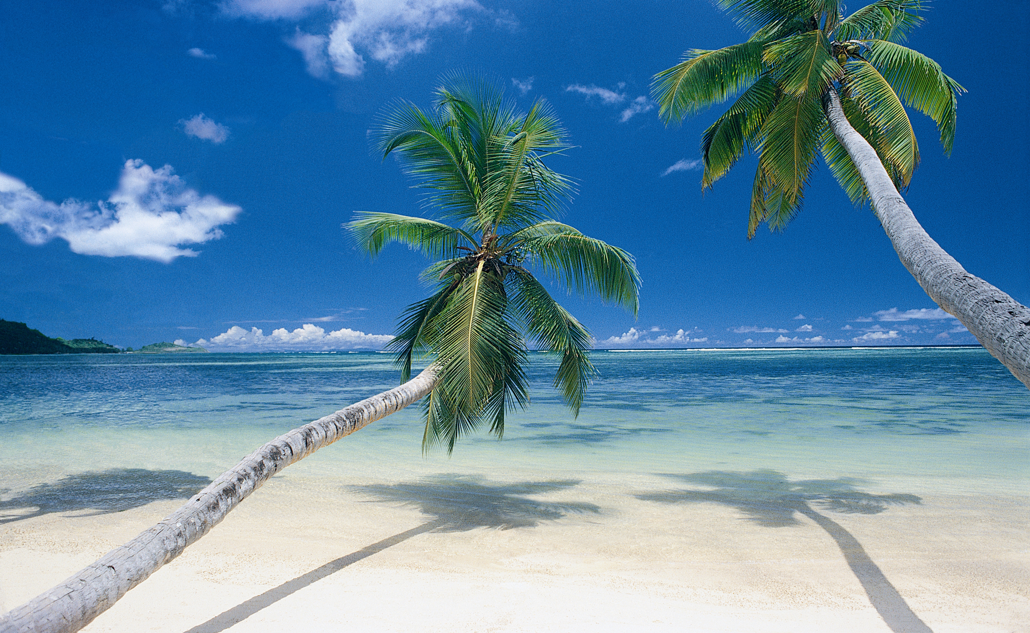 Palm trees beach wallpaper