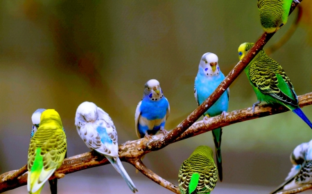 Parakeet wallpaper