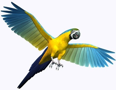 Parrot images