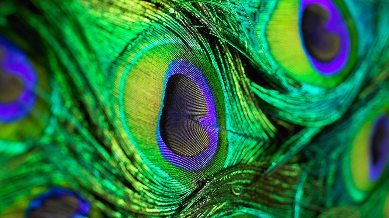 Peacock feathers wallpaper