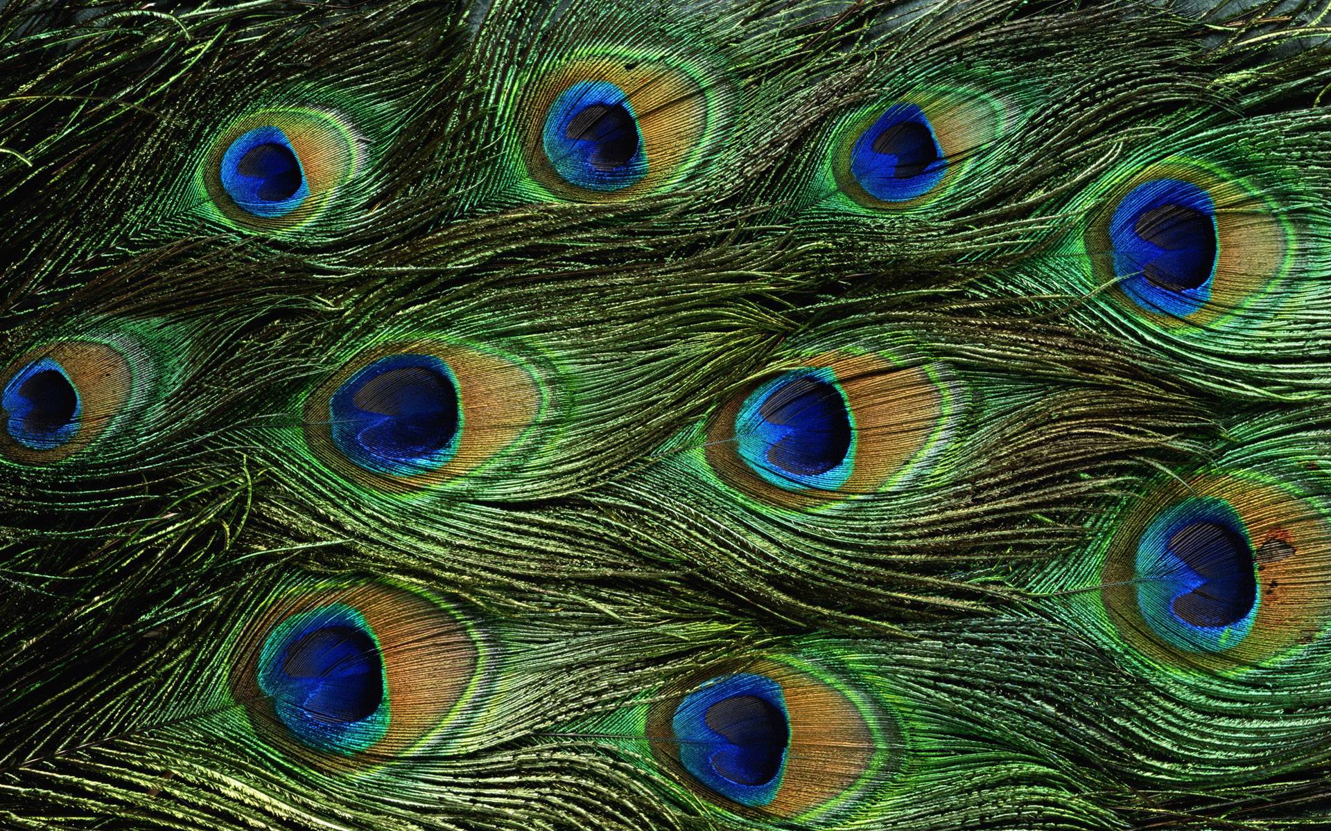 Peacock feathers wallpaper