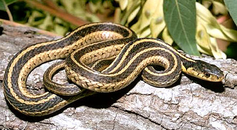 Picture of snake