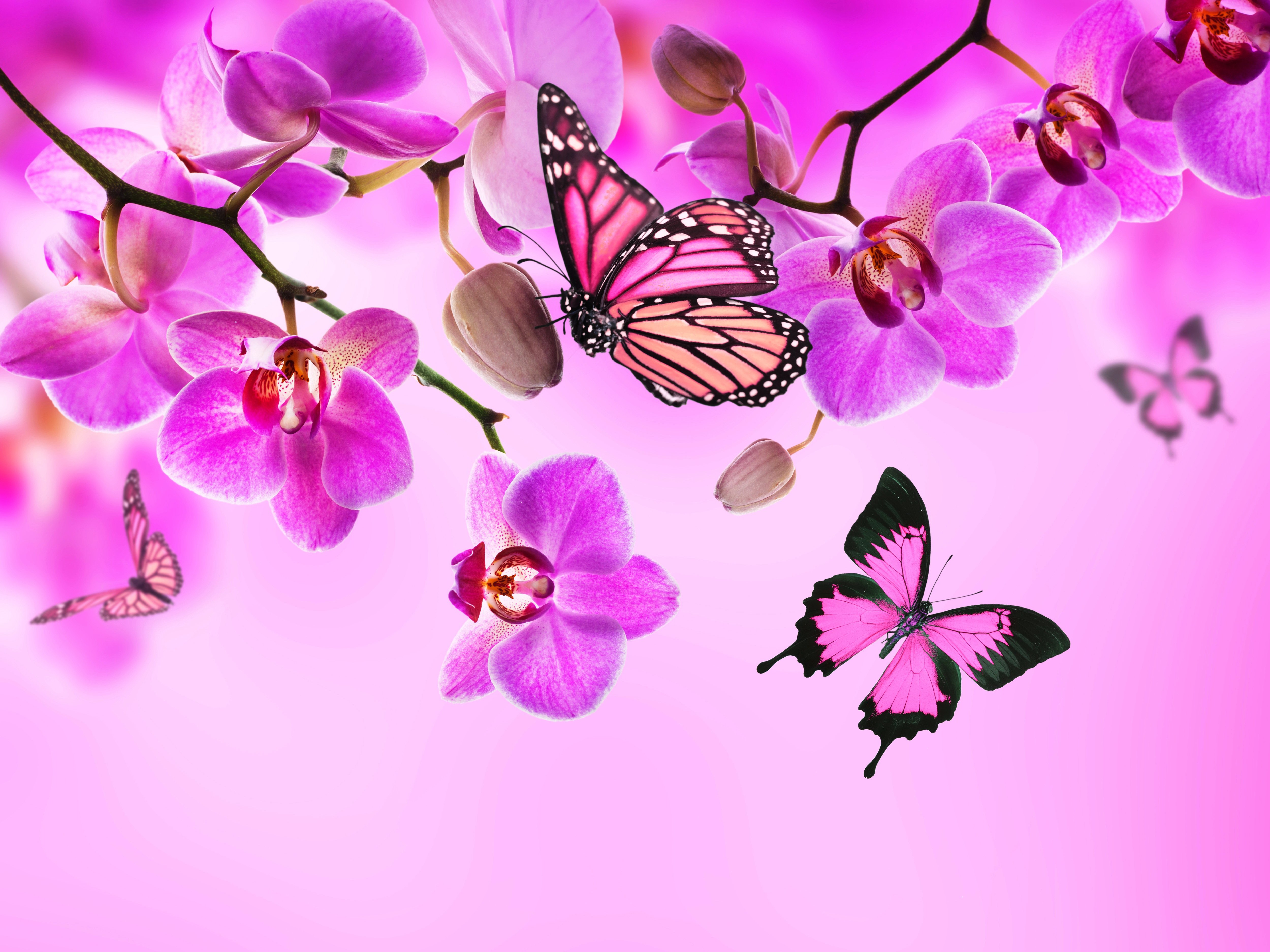 Pink butterfly wallpaper