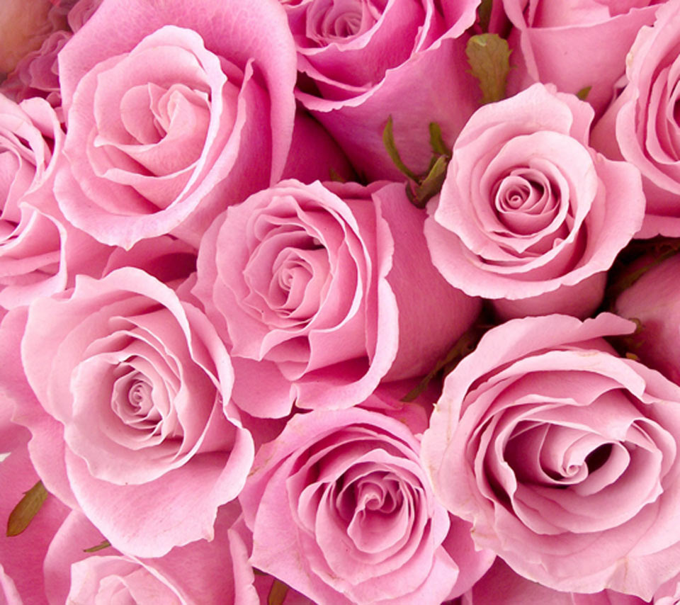 Pink roses images