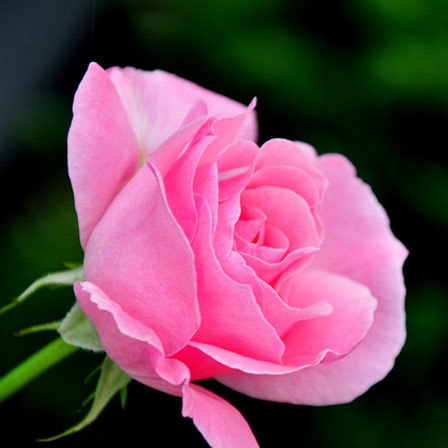 Pink roses images