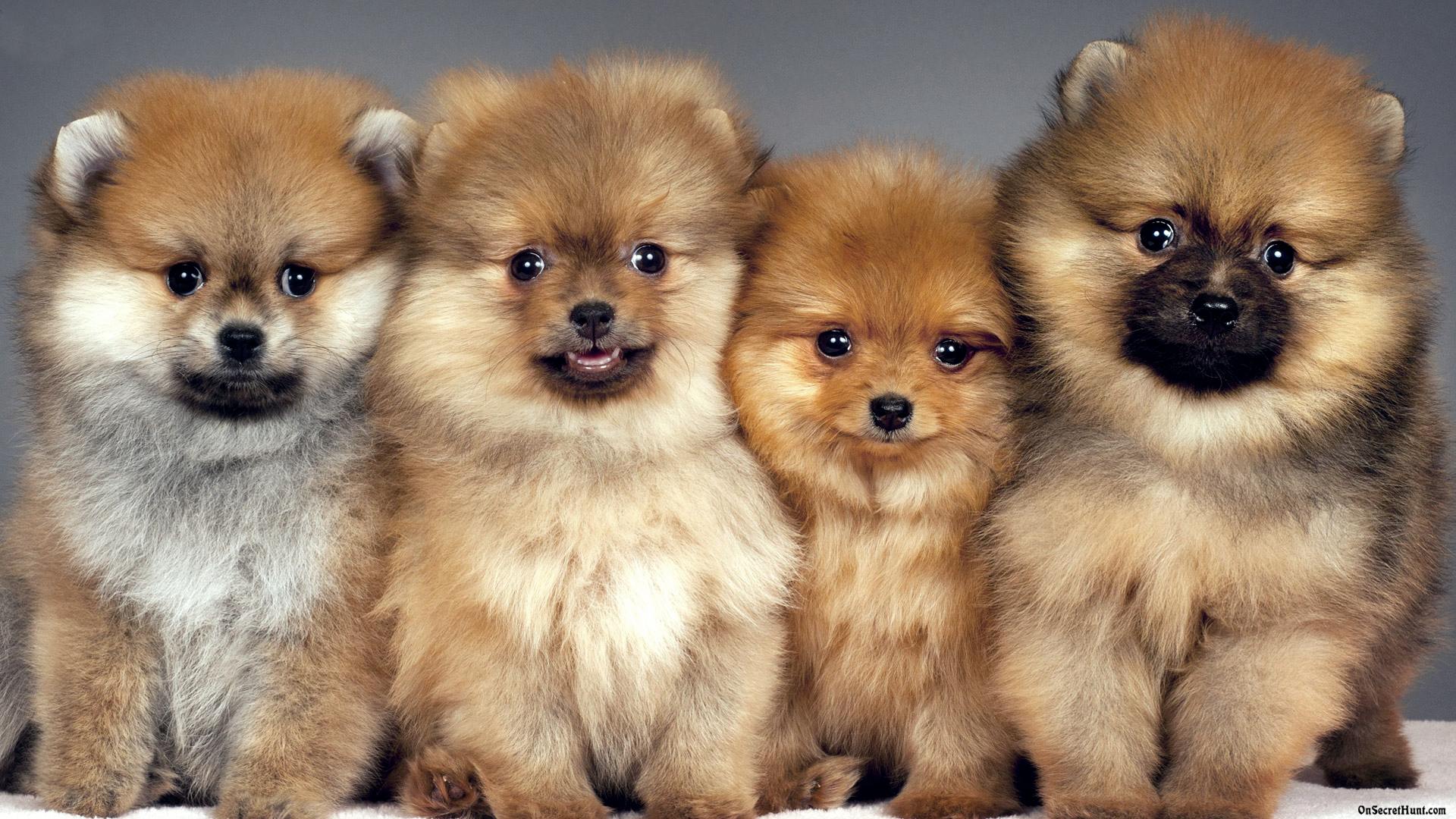 Pomeranian puppy wallpaper