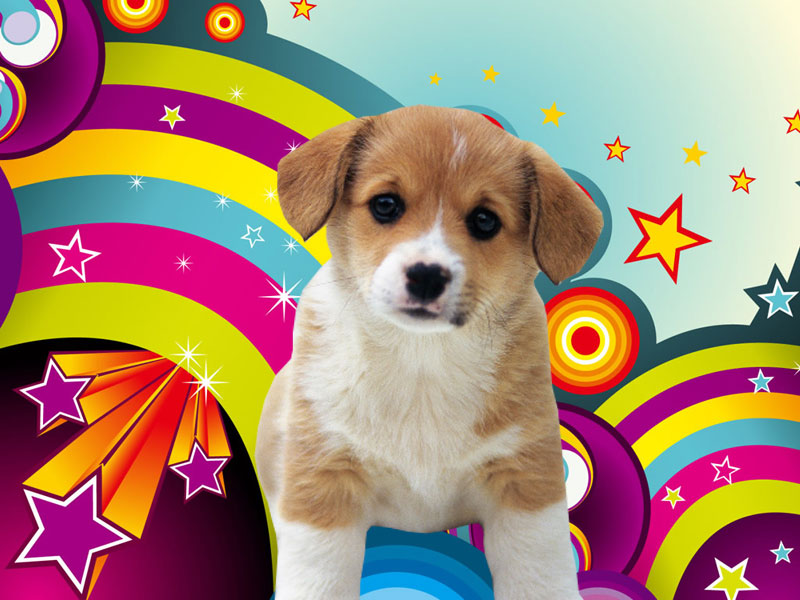 Puppy backgrounds