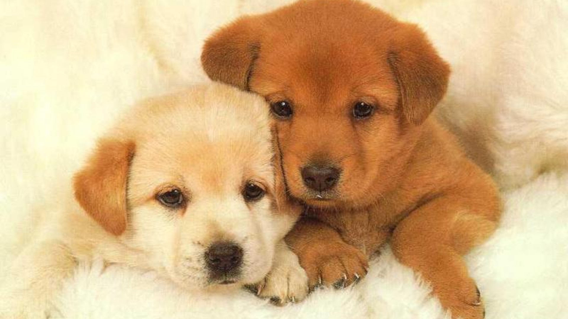 Puppy wallpaper doggy wallpapers